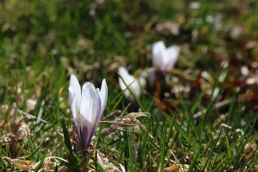 Two flowers grow in the green grass