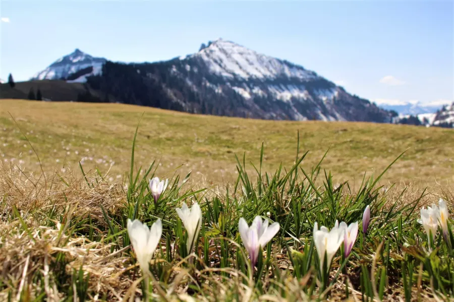 Flowers blooming in the meadow.