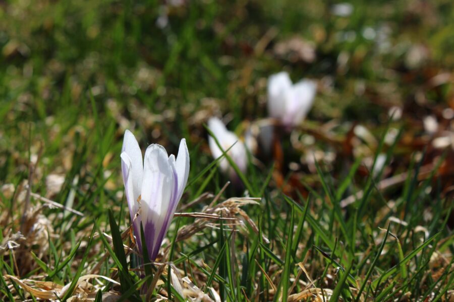 Zwei Blumen wachsen im grünen Gras