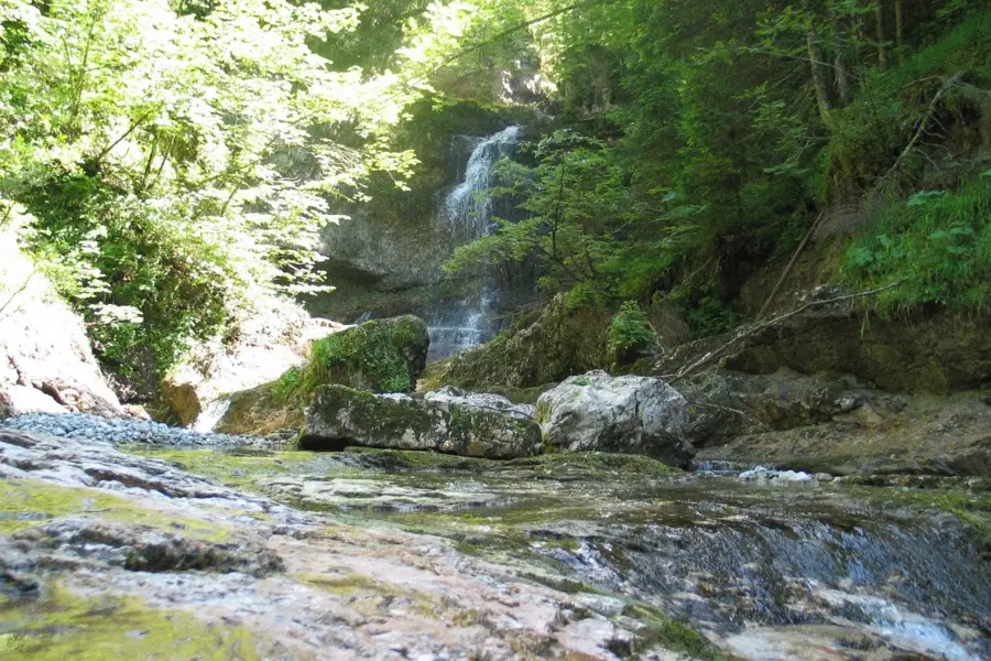 A waterfall and a shallow stream in a green forest